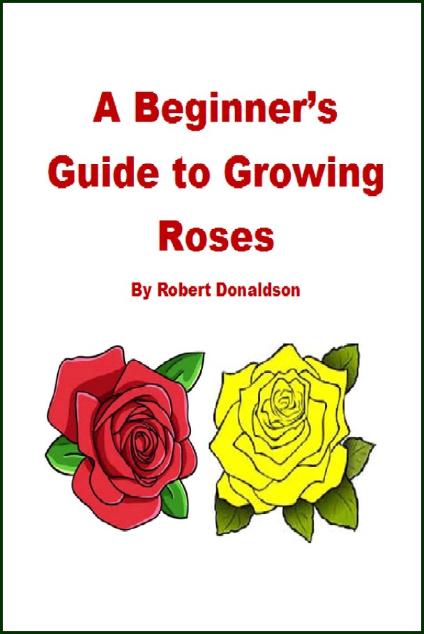 Beginners Guide Growing Roses